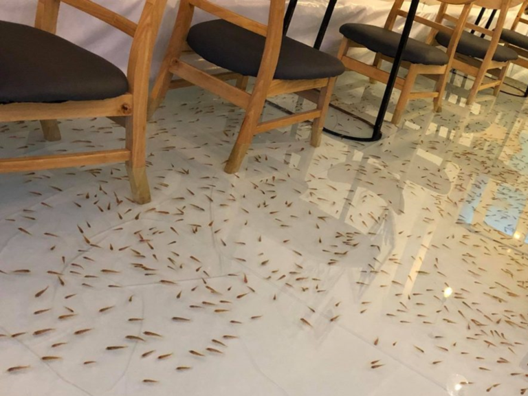 最獵奇寵物咖啡廳在越南！網友傻眼：要怎麼走路？
