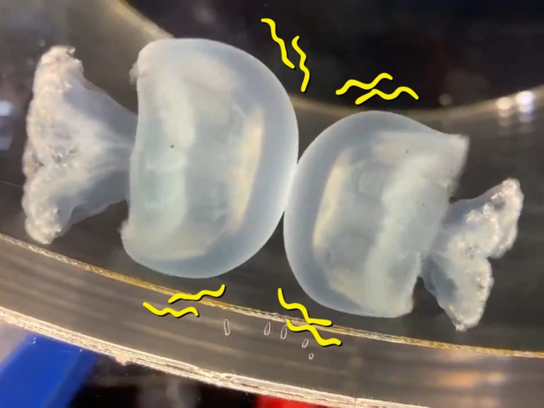 日本水族館水母咚咚咚不停互撞　網被萌翻：腦中有聲音！
