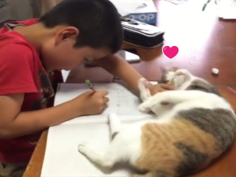 日本一名小貓奴被三花貓頻頻干擾寫功課（圖／IG@koyuki_chan01）