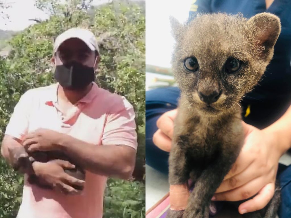 哥倫比亞一名男子艾爾貝（Elber Guzmán）日前騎車在托利馬省阿爾瓦拉多的鄉間小路上行駛，撿到隻小貓。但一陣子之後才發現，牠其實是隻細腰貓。（圖／Facebook@ Noticias RCN、Cortolima Corporación Autónoma）