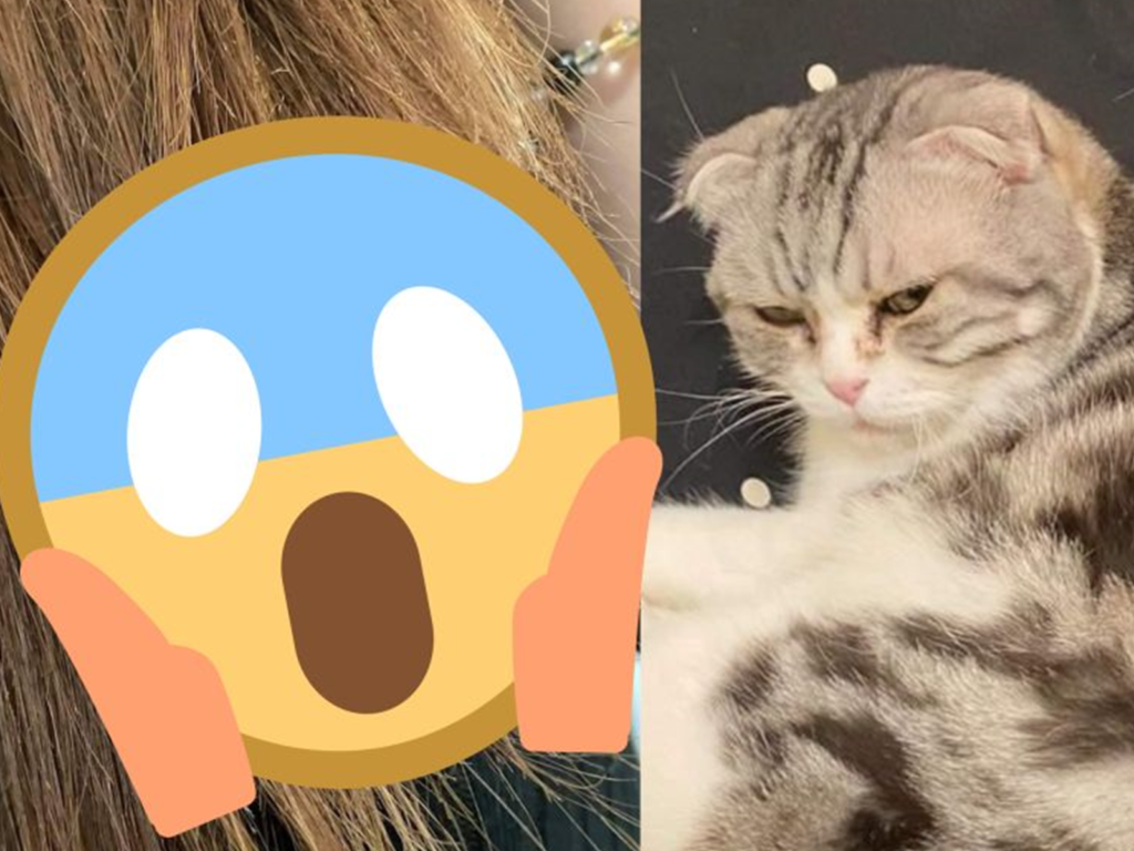 原PO表示，睡完午覺起床時，發覺頭髮被咬一大截，兇手竟是在旁的貓咪。（圖／翻攝自《爆怨公社》 ）