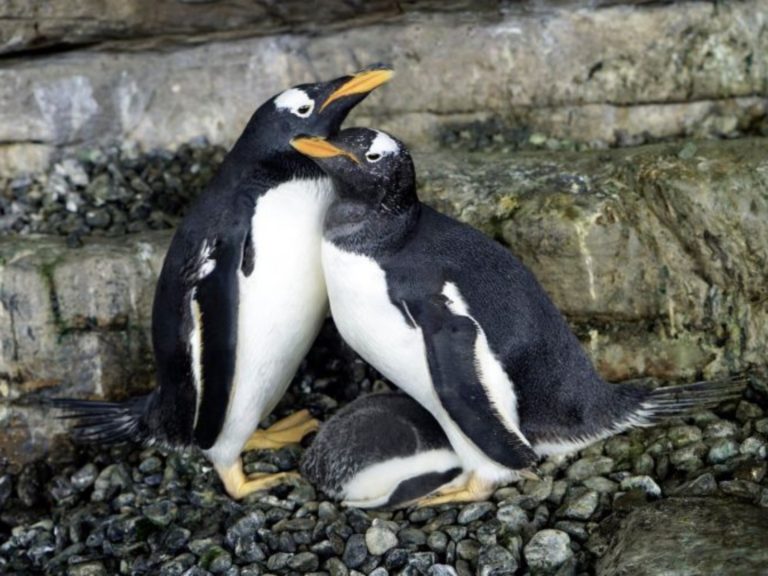 企鵝也懂多元成家！西班牙水族館喜迎女女伴侶成功孵蛋
