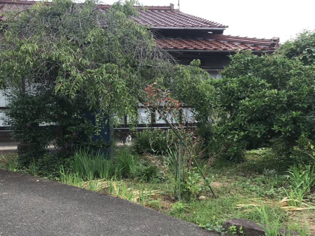 網友分享一組「躲貓貓」照片讓許多網友都哀嚎了（圖／twitter@azukki_）