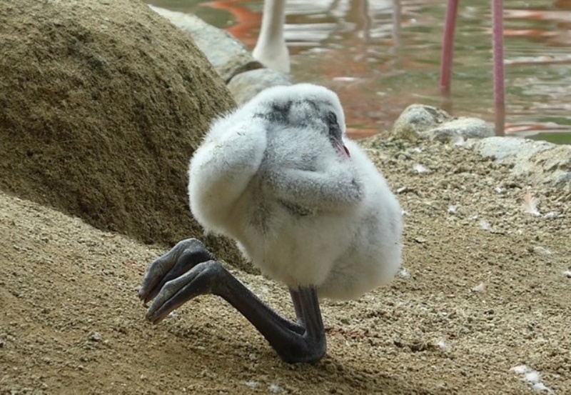 紅鶴幼鳥也會「坐」。（圖／神戸市立王子動物園） 