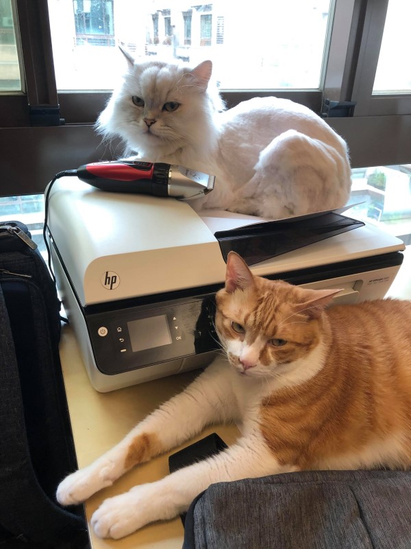 橘白貓佔領印表機他「按彩色列印」　網友笑：肚子有亮點！