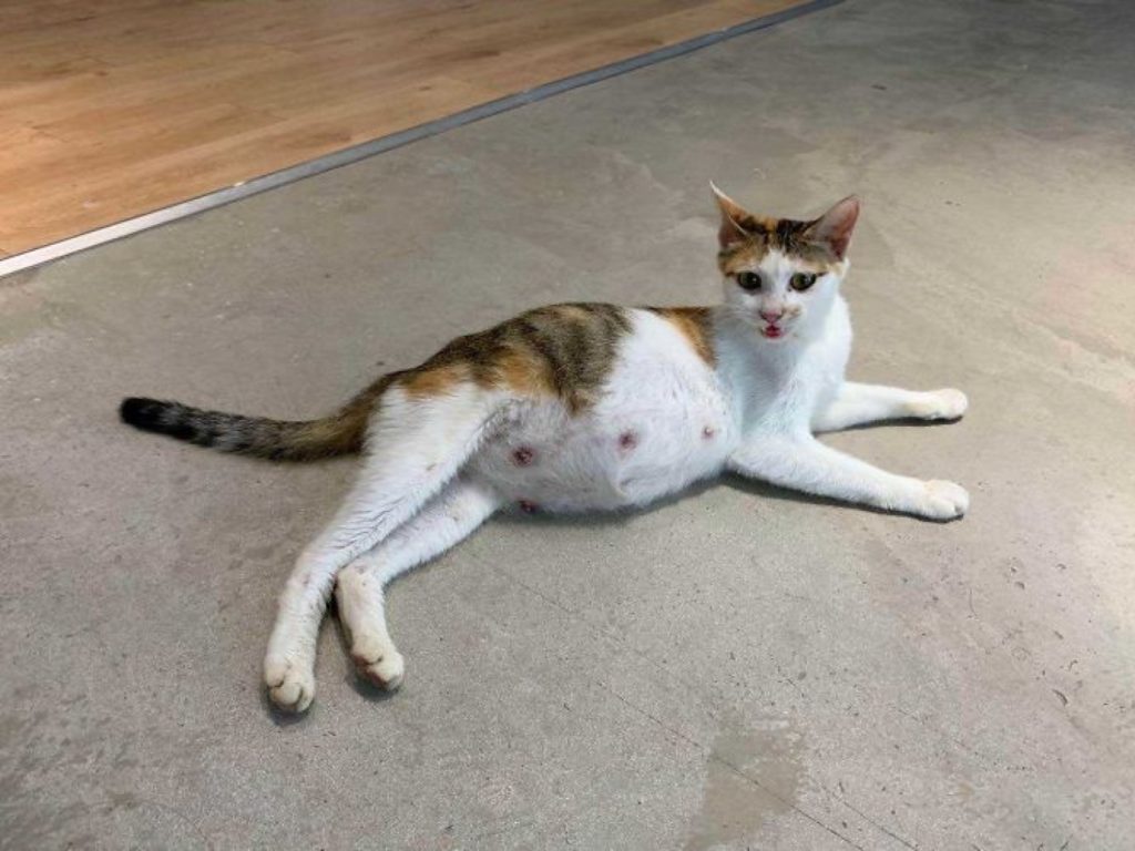 一名女子在上班途中遇見一隻懷孕三花貓，先安置在辦公室讓牠安心待產（圖／Boredpanda.com）