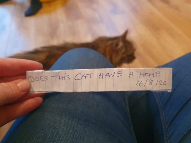 英國一名飼主發現貓咪的項圈上綁著一張紙條，才得知愛貓的驚人內幕（圖／IG@tula_queencat）