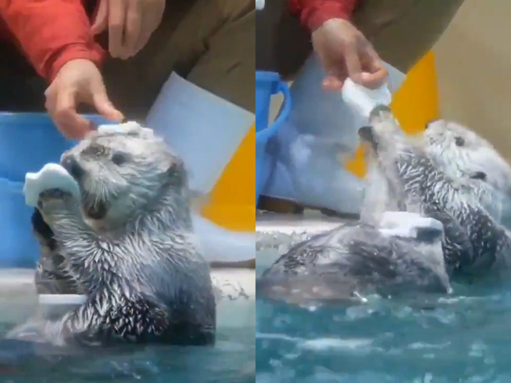 一名推主日前前往日本鳥羽水族館，遇上飼育員正在發小貝貝給海獺 Mei（メイ），沒想到得到全部的小貝貝之後，Mei又全送回給飼育員。（圖／Twitter@marshmallow_57）  