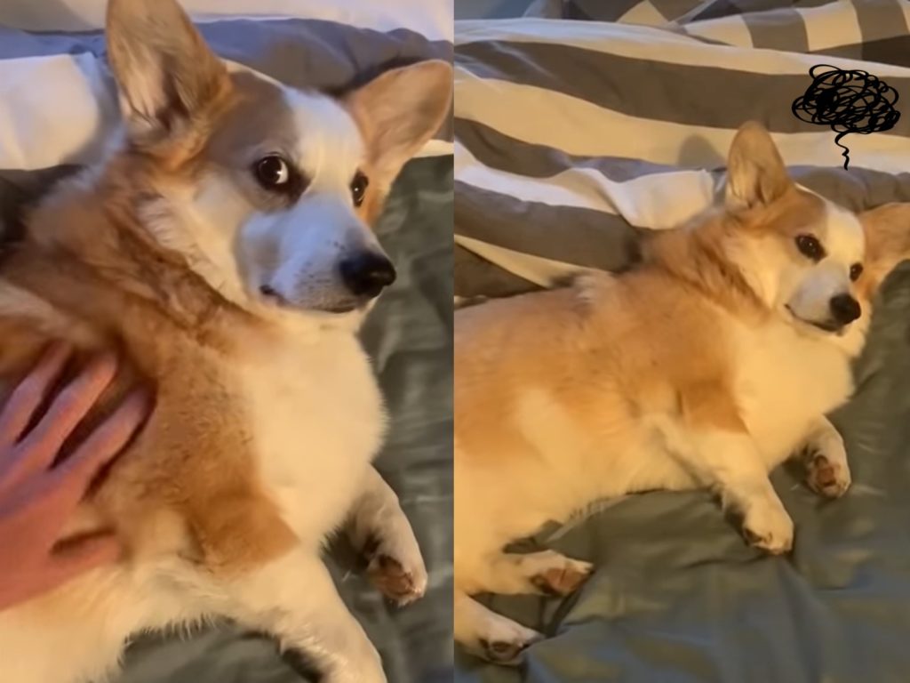 國外一名主人大清早6點就叫愛犬起床、準備出門散步，還沒睡醒的柯基起床氣彷彿在說：「透早吵什麼吵！」（圖／翻攝自YouTube@ ViralHog）