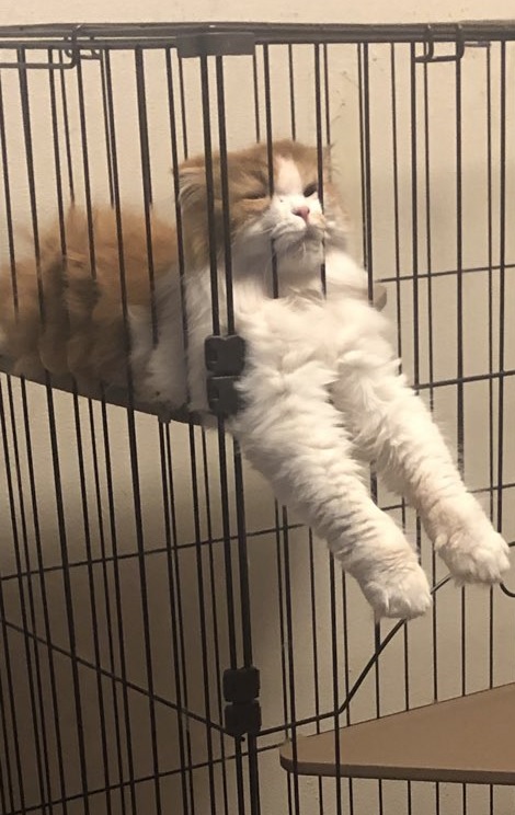 網友也分享自家的貓卡在籠子縫隙，真是謎樣行為！（圖／Twitter@shi_xyannn）