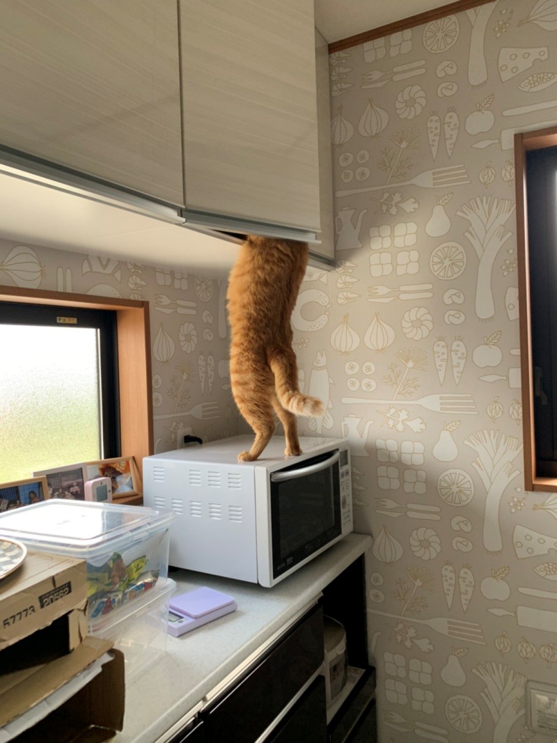 日本推主@satoshi1dr將貓食收在櫥櫃裡，想說放這麼高應該萬事OK，想不到卻撞見自家橘貓偷食的犯罪過程。（圖／Twitter@satoshi1dr）
