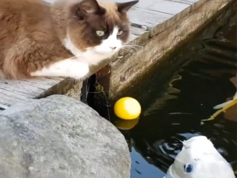球球掉進池裡撈不到　鯉魚好友「暖傳球」：貓咪我幫你！
