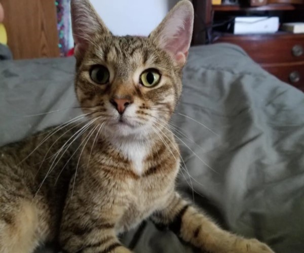 虎斑貓從排水溝獲救後　向男子使出「大絕招」：抱我回家！