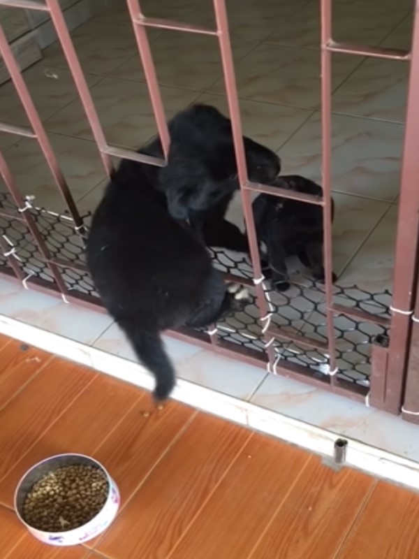 小黑狗卡欄杆過不去　黑貓同伴東摸西摸：我來幫你！