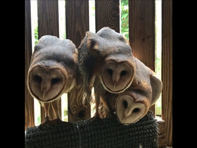 三隻倉鴞一看到人便伸長脖子超魔性詭異繞圈。（圖／Facebook@Raptor Rehabilitation of Kentucky Inc） 