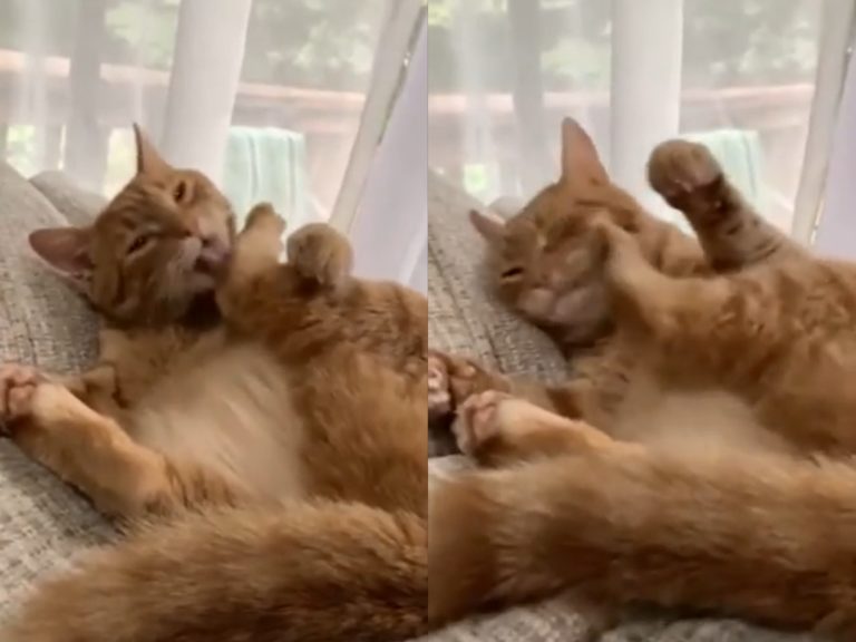 日前在國外的社群網站reddit流傳一段影片，影片中的橘貓想舔腳腳，卻遭到後腿不停亂踢臉，讓網友笑說：「這是兩種共生的生物啊！」（圖／reddit@u/The-Desi-Girl） 