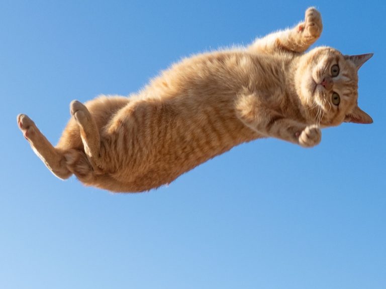 日本專拍貓的攝影師久方廣之，這回捕捉到一隻跳躍在半空中的橘貓，牠的臉呈現看透貓生，在網路造成話題。（圖／Twitter@sakata_77）