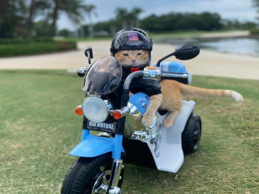 美國一名飼主為橘貓特製專屬重機，立刻讓牠變「潮貓」（圖／IG@romathekittycat）