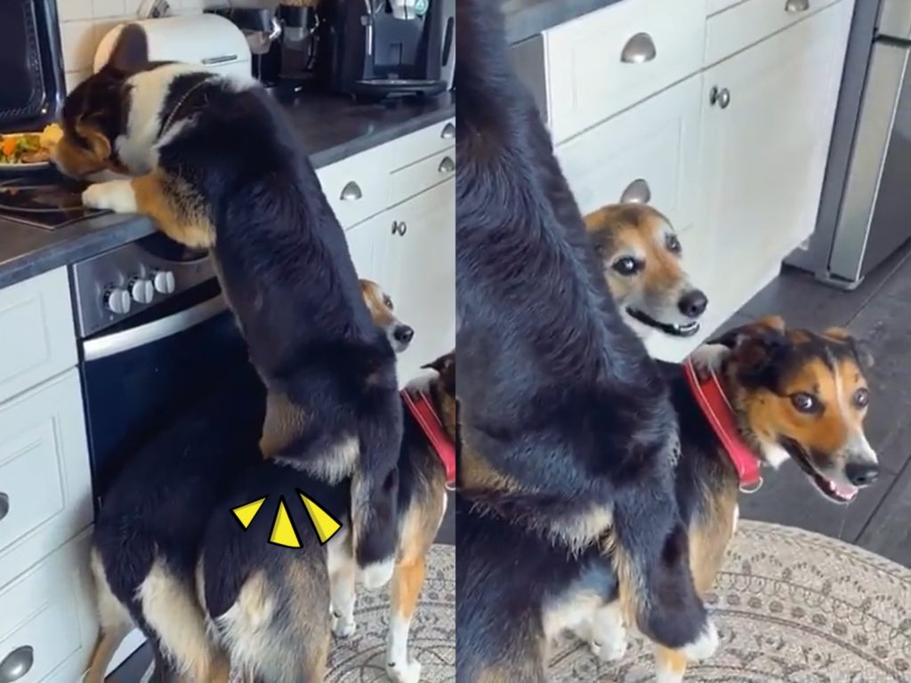 國外一名女子萊恩（Line Froystad）家中養了隻柯基雨果（Hugo）還有兩隻邊境牧羊犬。日前萊恩捕捉到雨果腳踩著兩個好朋友的背，爬上廚房檯面偷吃食物！（圖／IG@funnybubbledogs） 
