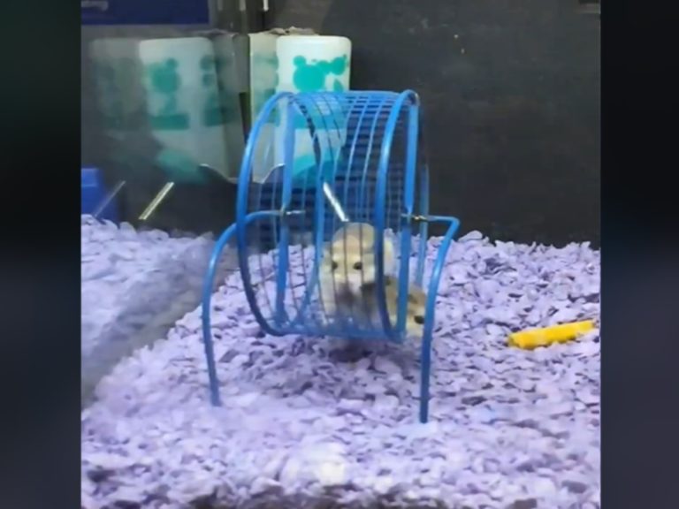 兩隻寵物鼠以奇特方式玩滾輪，看起來像在跨欄引起網友熱議（圖／翻攝自Tik Tok@pietschrings8somethin）