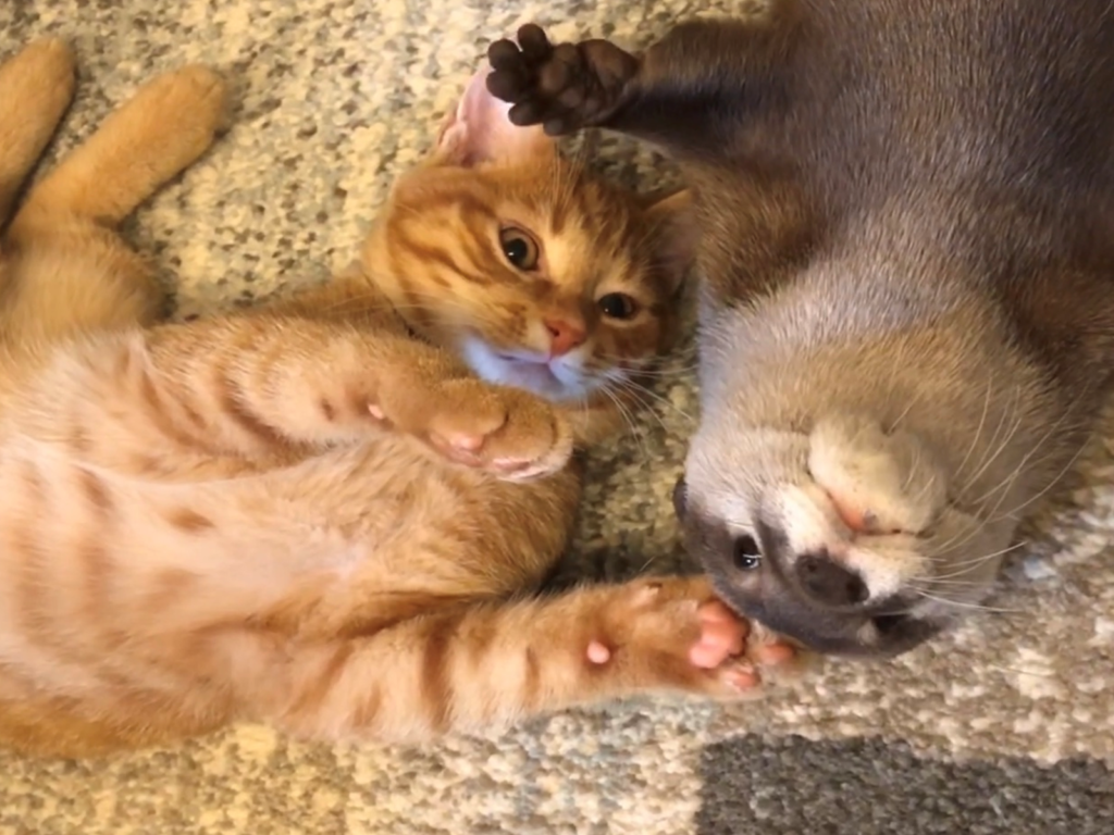 日本一名推主飼養水獺與橘貓，牠們成為密不可分的好捧油，沒想到水獺竟然越養像貓，讓主人笑稱：「我是想要兩隻卯咪嗎？」（圖／Twitter@kawauso_sakura）