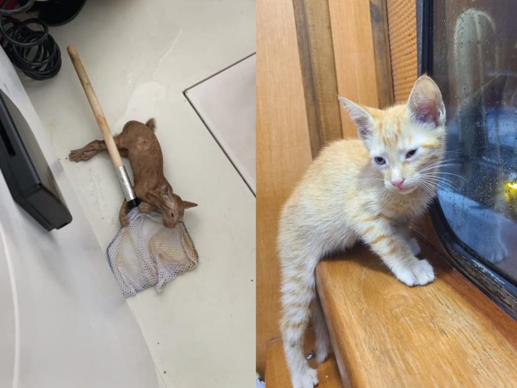 原本是包船外出海釣，竟然會釣到一隻小橘貓！（圖／FB@Still Flyin Charters）