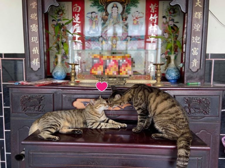 兩隻虎斑貓神桌上「曬恩愛」　媽笑：是要神明幫忙公證嗎？
