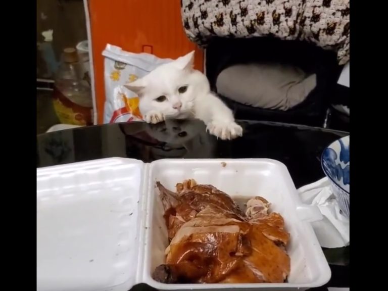 貪吃白貓努力伸出小手，想要撈桌上的雞腿肉，最後因為撈不到而皺眉頭（圖／網友Teko Skeihan Mew授權提供）