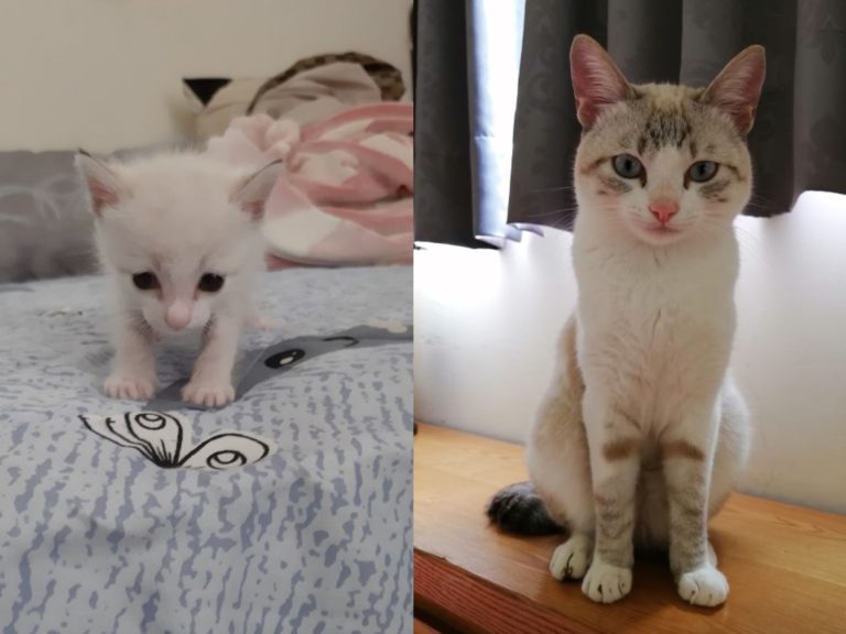 網友分享自家貓咪小時候是白貓，長大竟然「刺龍紋鳳」（圖／網友小云授權提供）
