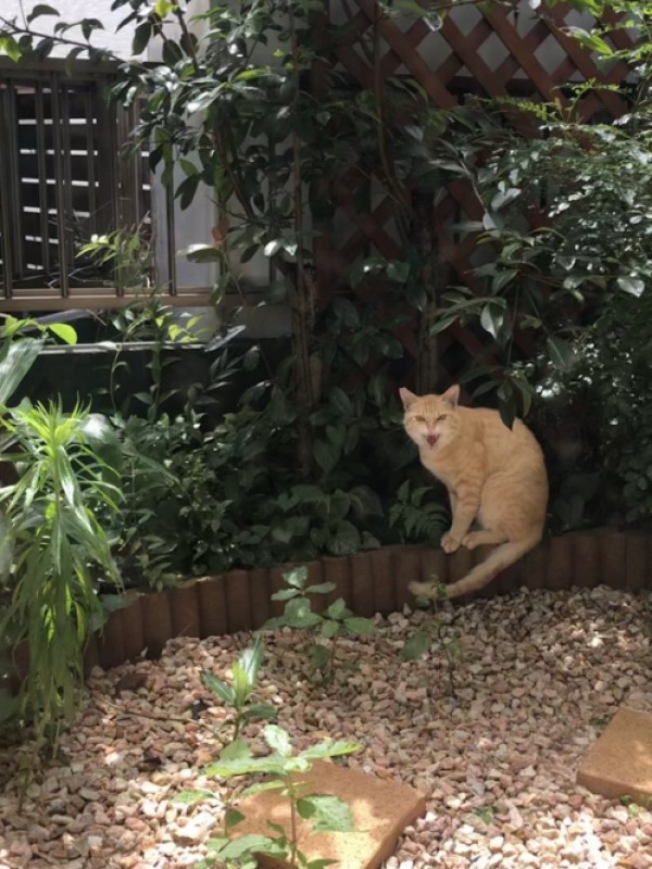 浪橘每天在院子對屋主「皺臉哈氣」　他摸貓鼻子下秒神發展
