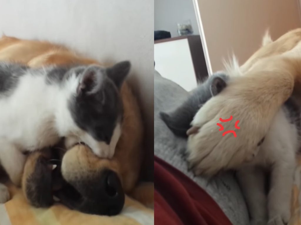 小貓狂咬黃金獵犬被打趴也不死心（圖／翻攝自Youtube@Darko Maric）