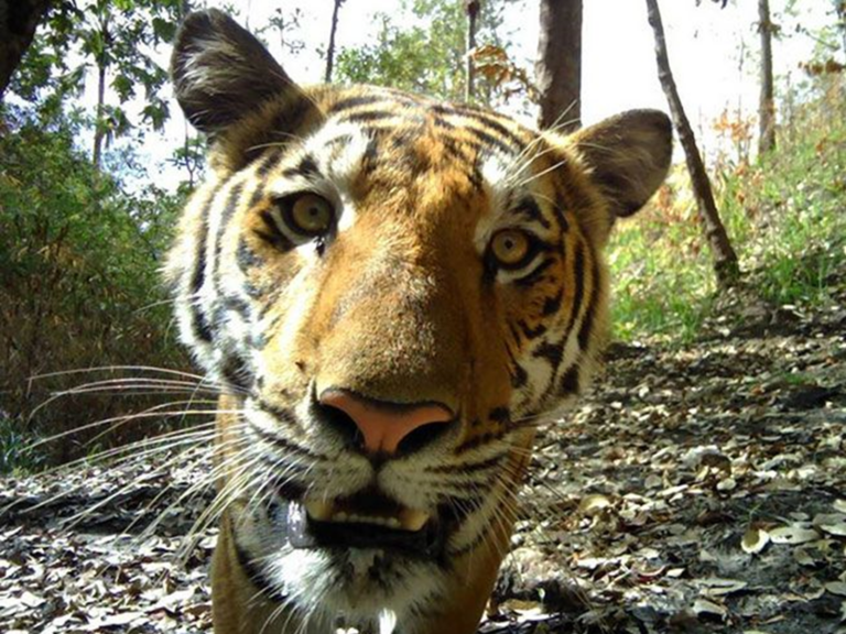數十年來都沒拍到的野外老虎正面，竟意外在今年8月拍攝到，堪稱另類的奇蹟。（圖／泰國北碧府考廉國家公園）