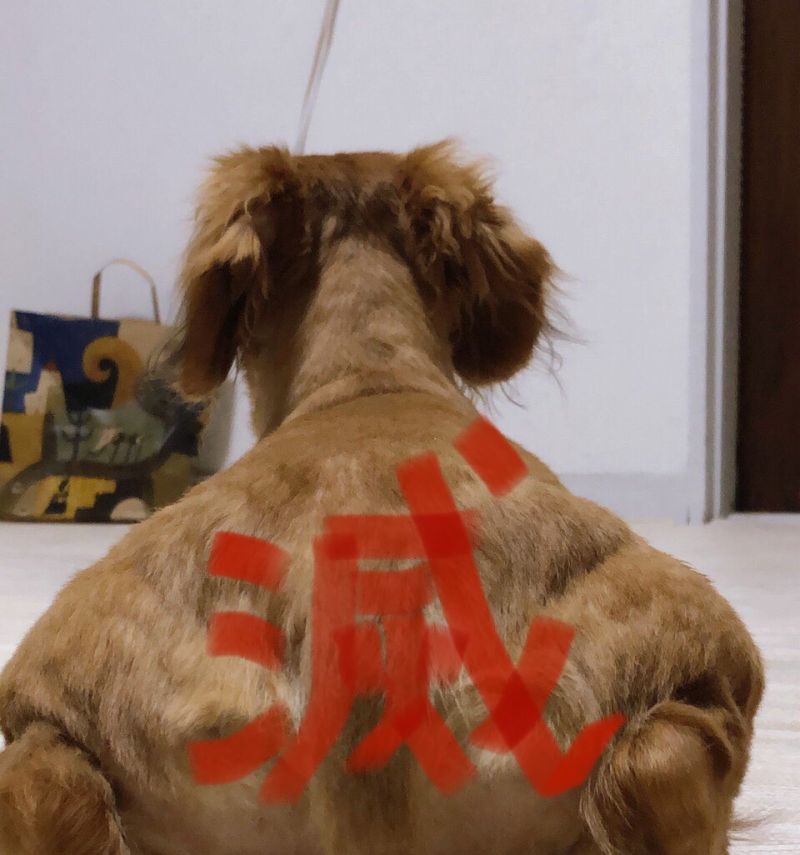 日本網友分享的小狗背影照，意外激發改圖大戰。（圖／翻攝自@Kazu_nekogasuki的推特）