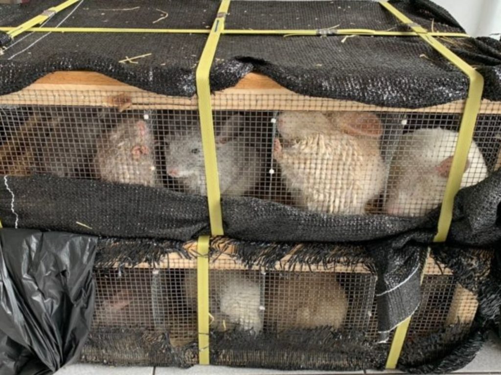 ▲高雄港首次查獲大批保育類龍貓鼠。(圖／記者黃守作攝，2020.08.11)