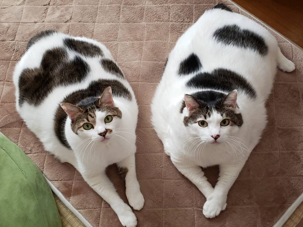 白底虎斑貓兄弟因為身材巨大，吸引不少粉絲關注（圖／IG@youxiashanshan）