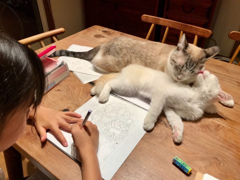 日本推主的孩子正在凝神畫畫時，家中兩隻貓咪無視旁人開始演起愛恨情仇的戲碼，讓人實在是哭笑不得！（圖／Twitter@omochi_nam01） 