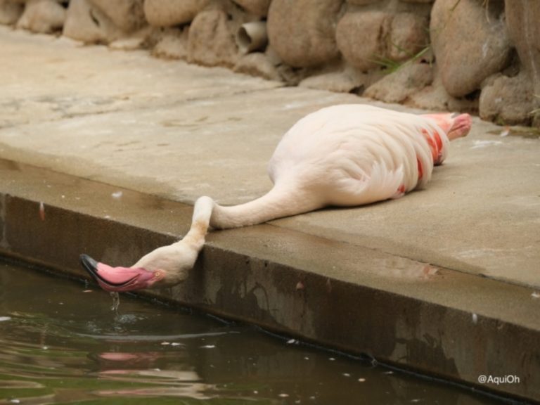 一名日本推主@AquiOh捕捉到神戸市立王子動物園裡的紅鶴躺平在地上喝水引起熱議，幾天後飼育員說出真相，讓網友全驚呆。（圖／Twitter@AquiOh） 