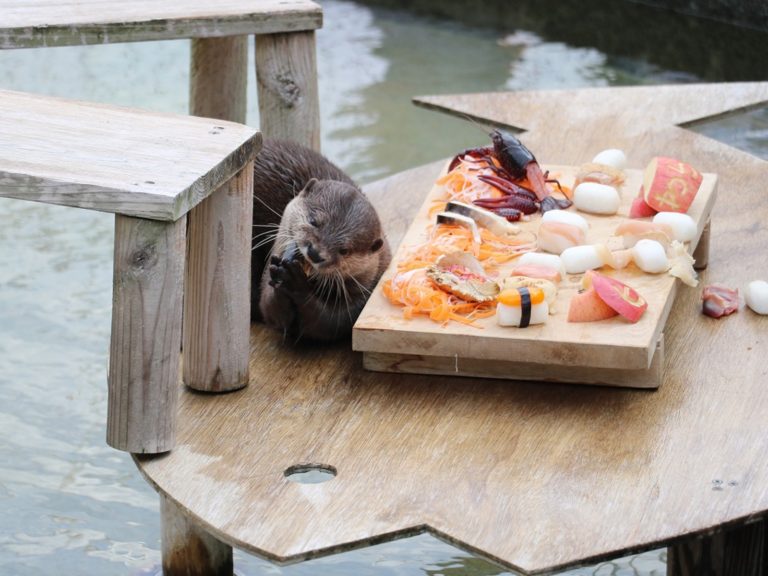 大森山動物園為慶祝人氣水獺的六歲生日，特地準備超澎拜「刺身饗宴」，水獺興奮搓手手表示：「偶要開動了～」（圖／Twitter@omoriyama_zoo）