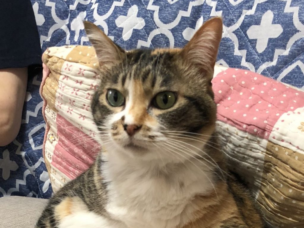 日本一名推主回老家時，突然驚見三花貓學人類坐在沙發上看電視（圖／twitter@tomikopinkcats）