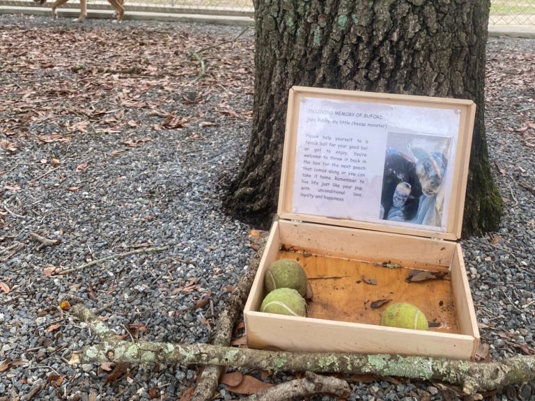 國外一名女子日前在狗公園發現一個木箱裡有網球，還留有狗狗布福（Buford）的照片和飼主要給大家的文字，她一看完內容瞬間飆淚。（圖／Twitter@courttkardashh） 