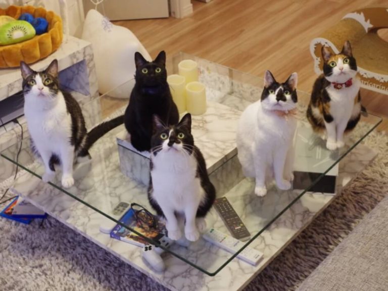日本一名推主養了5隻貓咪，一回家牠們化身「毛鯉魚」熱情地討摸摸，讓網友大喊羨慕！（圖／rikkusora.com）