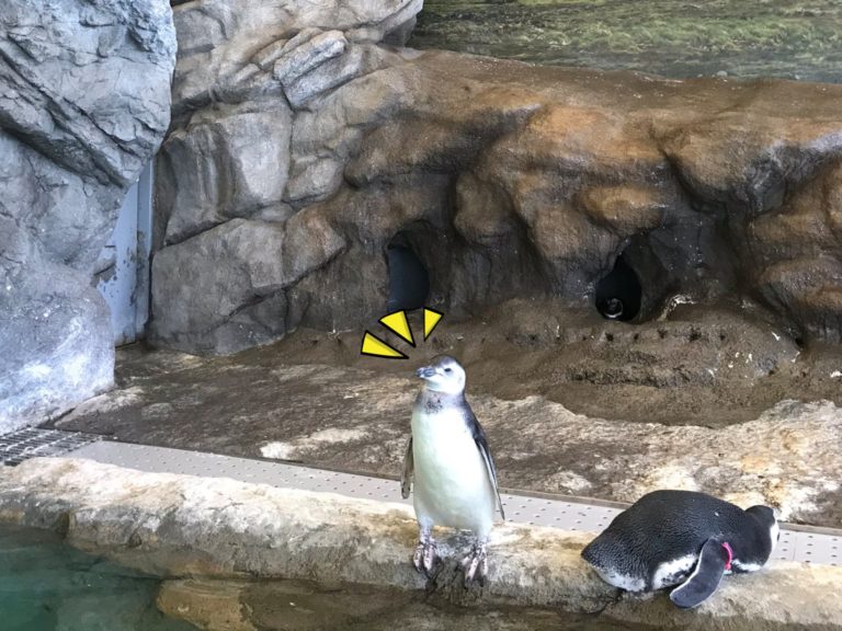 男子中島保寿日前到日本東京的品川水族館參觀，明明天氣超熱卻見到一隻企鵝不下水游泳消暑，反而直挺挺站在水池邊，他抬頭一看瞬間爆笑。（圖／Twitter@japanfossil） 