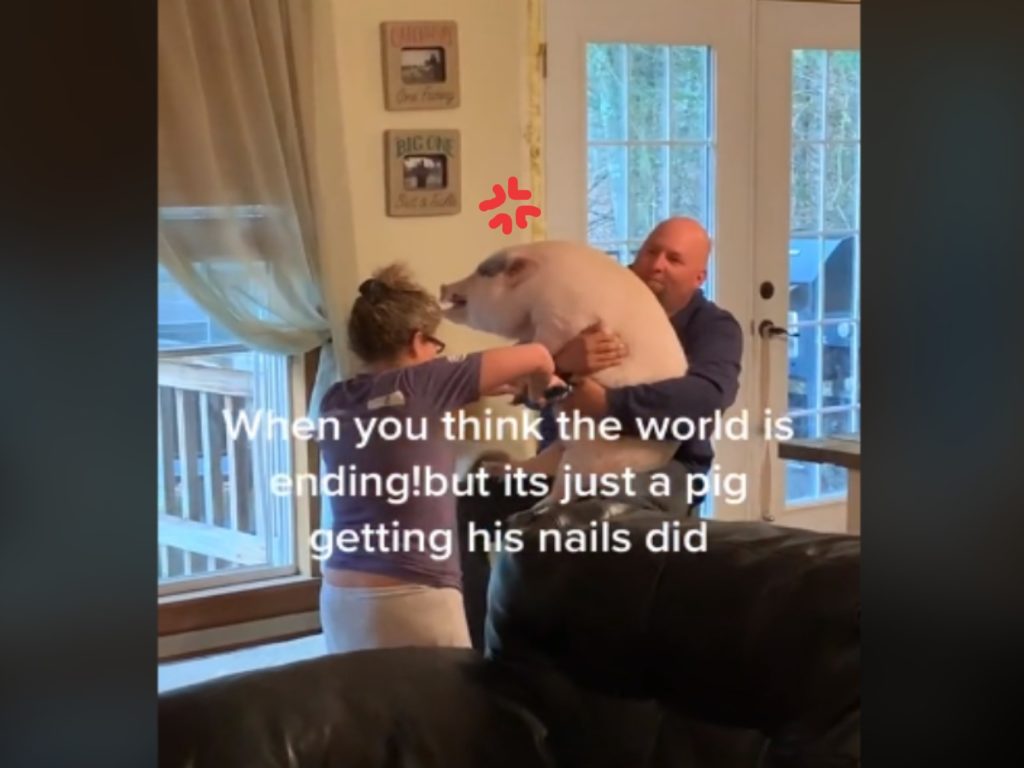 一隻寵物豬因為剪指甲而飆高音，聲音彷彿是「空襲警報」（圖／翻攝自TikTok@dereckdepew）