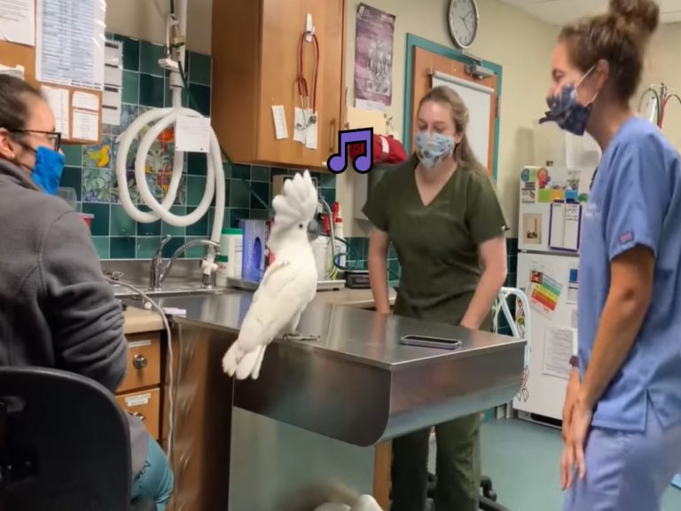 美國一間動物醫院出現一隻愛跳舞的鸚鵡（圖／翻攝自FB@Red Bank Veterinary Hospitals）
