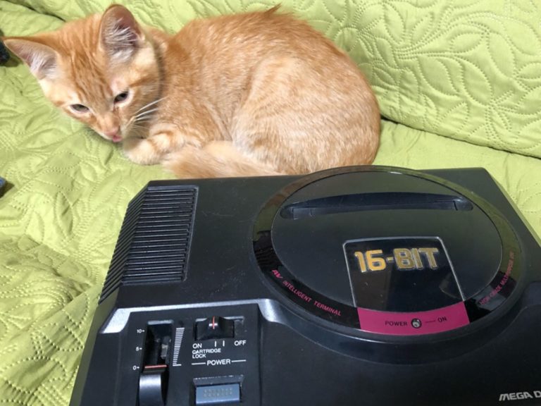 日本網友將遊戲機當成比例尺，放在小橘貓身旁留下照片，沒想到竟然見證小貓的光速成長史！（圖／Twitter@tezzco）