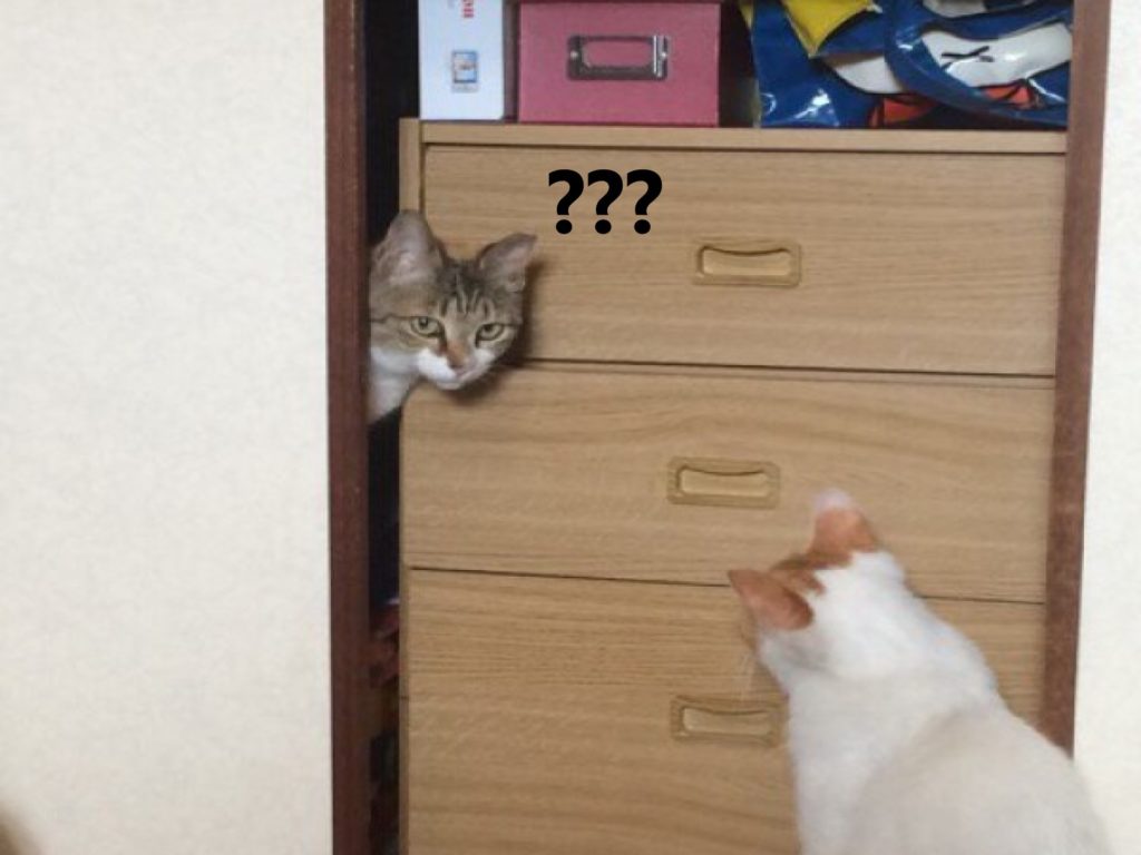 一隻三花浪貓闖進推主的屋內還揪同伴來，被屋主說是「私闖民宅」（圖／twitter@RiceNippon）