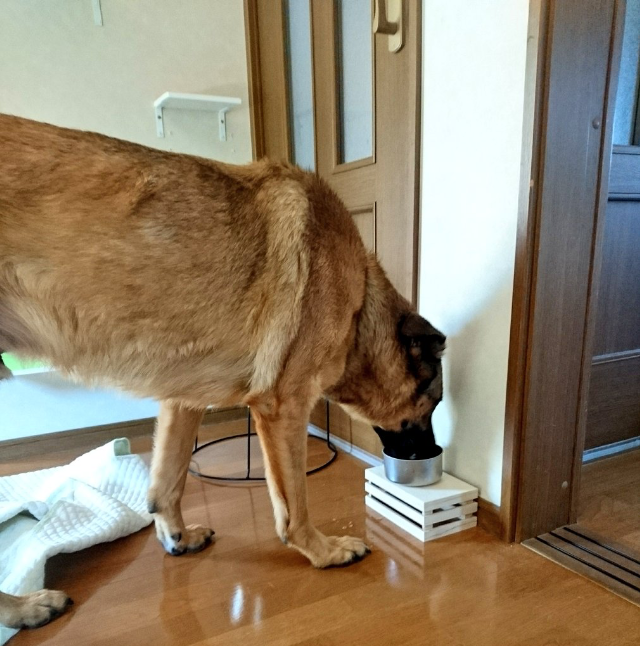 主人也發現大狗會跑去喝貓的碗，而且一口氣乾掉！（圖／Twitter@Ayoster_classic）