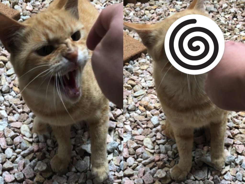 一隻橘貓浪浪每天都到推主家院子玩耍，卻總是對他皺臉哈氣，日前他觸摸橘貓鼻子沒想到有意外發展（圖／twitter@mitoconcon）