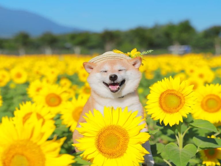 日本一隻柴犬只要到花海賞花就會開心地瞇眼燦笑（圖／IG@lily0316am）