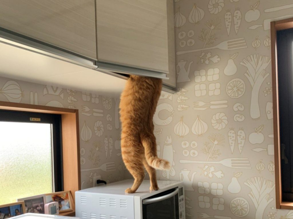 日本推主@satoshi1dr將貓食收在櫥櫃裡，想說放這麼高應該萬事OK，想不到卻撞見自家橘貓偷食的犯罪過程。（圖／Twitter@satoshi1dr）